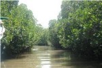 Mangroves reduce coastal damage from tropical storms