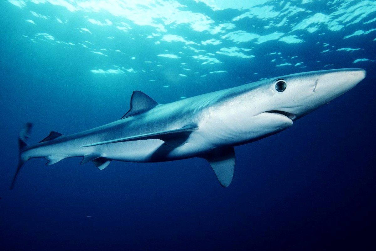 Samoa and Sri Lanka call for international cooperation to protect the blue shark